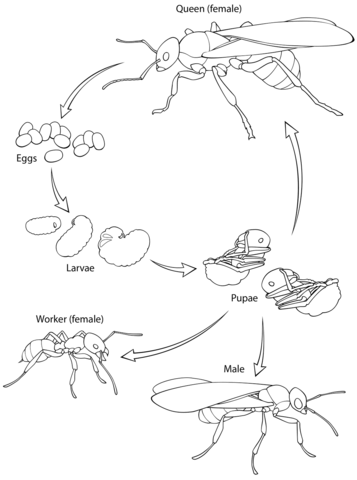 Insects